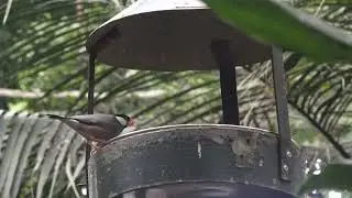 Birds Tropical Realm Chester Zoo