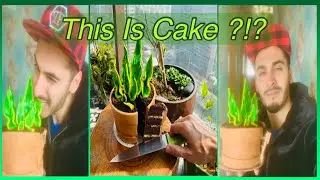 How To Bake Plant Pot Cake? Edible Plant and Pot Cake , Customized cake , Fondant Theme 3D Cake