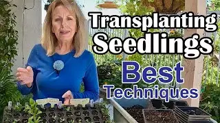 9 Tips for Transplanting Seedlings (Step by Step)