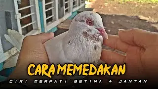 CARA MEMBEDAKAN CIRI MERPATI JANTAN & BETINA‼️