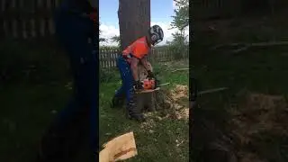 How to fell a rotten tree, with a chainsaw 🌳