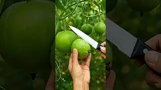 Ultra Realistic Apple Gourd Cutting &ndash; So Fresh 🥒🔥 #satisfying #asmr #satisfyingvideo #satisfyingasmr