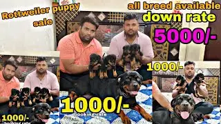 cheapest dog market in Delhi| low price puppy in Delhi  Rottweiler dog price in India 2024