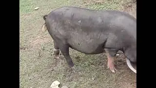 The pig eating time#funnyanimalshomepr#pigvideo#