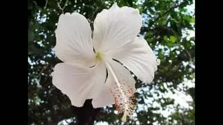 wwww.meioambiente.viveiroflorestal.com.br