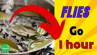 Say Goodbye to Flies: Effective DIY Solutions!