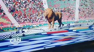 ouverture Can 2021: quelle animations du lion #CAN-2021 #Cameroon #lion