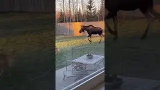 Moose Mom ATTACKS Dog in Backyard Protecting Calf
