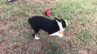Callie&rsquo;s black tri female plays with the bid dogs at Lindsey&rsquo;s Aussies