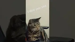 Cat boss