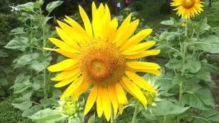 HD Flower footage |Sunflower footage| flower video Background