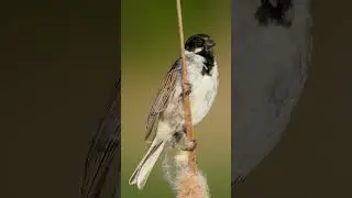 Songbird Reed Bunting #nature #songbird #bird #wildlife #reed #bunting #vildkast #cute HA77565