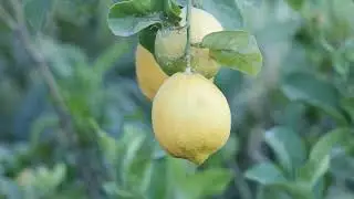Bolulla