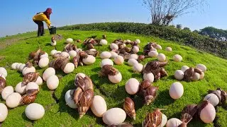 Harvesting Giant Snails and Duck Eggs in the Field