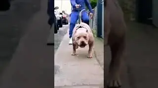 #shorts Dog lovers 1001 To watch more videos subscribe my channel dog lovers 1001 /Pitbull dog video