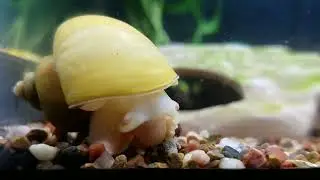 Hello Snail