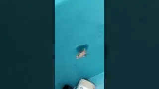 Ape ubriaca. Nell' acqua