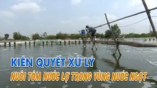 Hệ luỵ khi nu&ocirc;i t&ocirc;m nước lợ trong v&ugrave;ng nước ngọt | VTV CẦN THƠ
