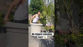 My trick to keeping HUGE containers LIGHT & CHEAP! 🪴 #garden #planty #plantsmakepeoplehappy