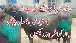 Hip joint luxation in buffalo | coxofemoral luxation | quack | Dr Furqan Basheer