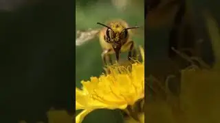 Honeybee Pollination #bees #nature #wildlife #beautiful