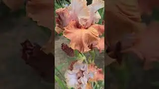 #iris #garden #flowers #floriculture #plants #perennial #botany #bloom #beautiful #ирис #сад #цветы