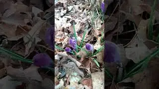 First Flowers of Spring