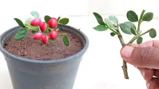 اسهل طريقة لزراعة الياسمين الافريقي