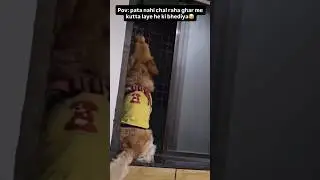 Our cute bhediya osci😂❤️ #goldenretriever