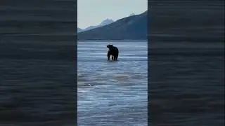 This Massive Bear Owns the Fishing Spot #shorts #bear #grizzlybear #wildlife #nature