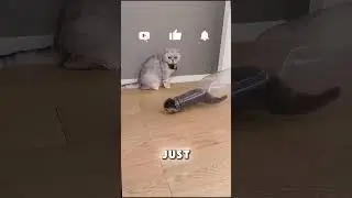 Liquid Cat? This Kitty Just Defied Physics! 😱😹
