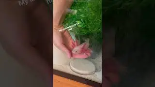 Axolotl likes to be held #axolotl #aquarium