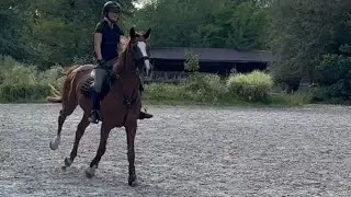 Horse Hurdle Jump Fail: Rider Pulled Down in Stumble || WooGlobe