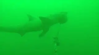 Sighting of a juvenile white shark within the Block Island Wind Farm