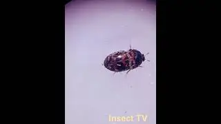 Museum beetle