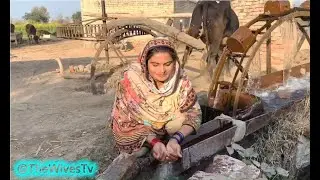 Village Life With Beauty ❤️ Beautiful Punjab | Village Life Vlog.