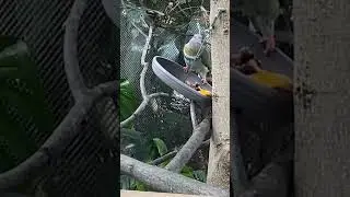 Female #PinkHeadedFruitDove at #PhillyZoo #Aviary! 8/17/2025 #pinkheadedfruitdove #fruitdove