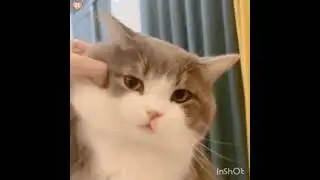 Funny Cat's and Dog's gif #shorts