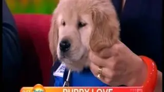 Today Show Australia Seeing Eye Dog puppies