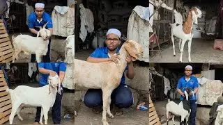 Ab Bacho Ke Bhi Piche Padgaye Log | Hafiz Hun Nahi Darunga Aur Sasta Bechunga | Gazi Bhai Antophill.