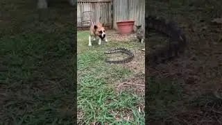 Dog and Cat Team Up to Chase Away Venomous Snake