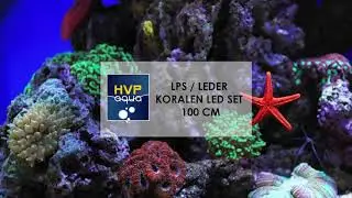 How do you connect your LPS/Leder Corals Led Set of 100cm? (ENGLISH)