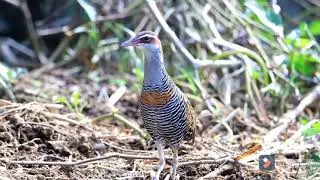 Mandar-padi kalung-kuninh (Buff-banded Rail)