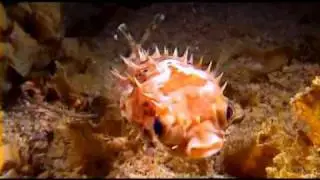 Similan liveaboard the Genesis 1 from Sea Bees Diving Thailand