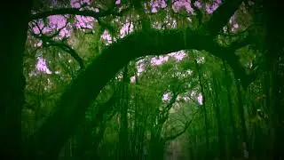 ASMR Therapeutic and Relaxing Winter Rain ☔️ | Fall Asleep | Calm Study | Anxiety Relief | 2