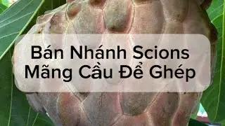 Bán Nhiều Loại Nhánh Mãng Cầu Để Ghép. Selling Scions on Many of My AtemoYa Varieties 