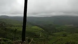 Thee plantages in Munnar, India