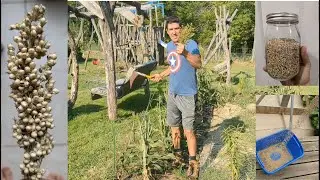 Grain Harvest Without Equipment - White Grain Sorghum