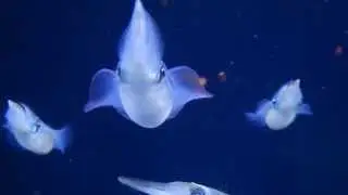 Bigfin Reef Squid | Sepioteuthis lessoniana | HD 1080p