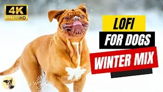 Lofi for Dogs: Lofi Hip Hop Winter Mix for Your Dog ❄️ Witty Woofers